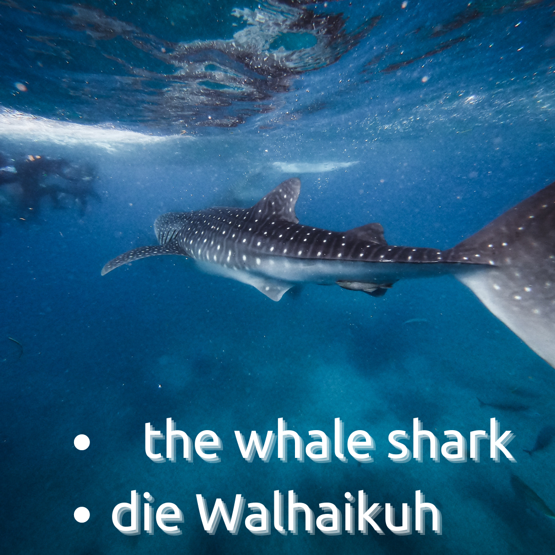 an image of a whale shark swimming away